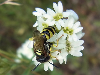 Philanthus triangulum