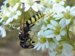 Philanthus triangulum