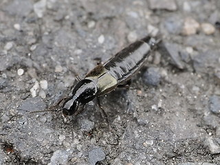 Philonthus sp.