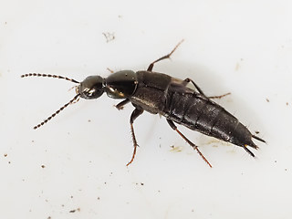 Philonthus sp.