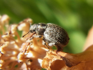 Philopedon plagiatum