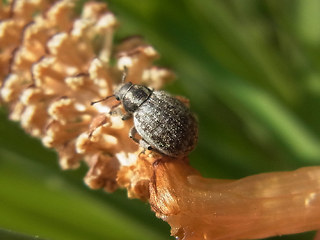 Philopedon plagiatum