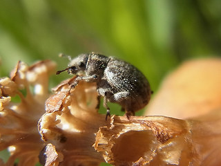 Philopedon plagiatum