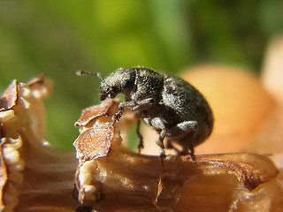 Philopedon plagiatum