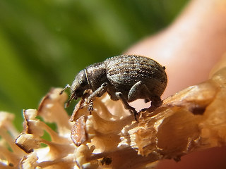Philopedon plagiatum