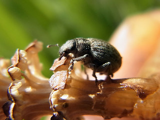 Philopedon plagiatum