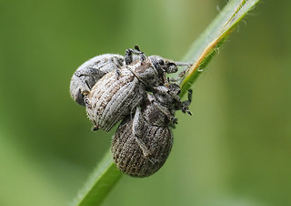 Philopedon plagiatum