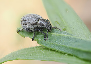 Philopedon plagiatum