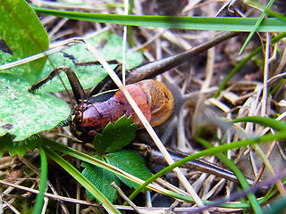 Pholidoptera aptera