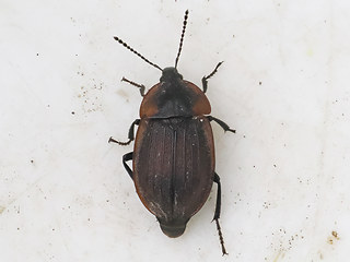 Phosphuga atrata