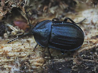 Phosphuga atrata