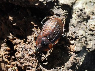 Phosphuga atrata