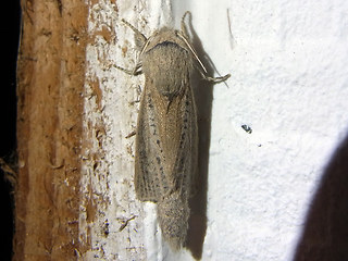 Phragmataecia castaneae