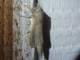 Phragmataecia castaneae