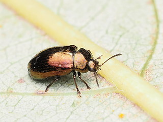 Phratora vitellinae