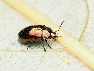 Phratora vitellinae