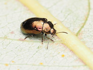 Phratora vitellinae
