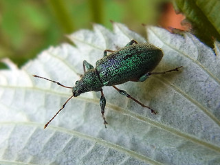 Phyllobius arborator