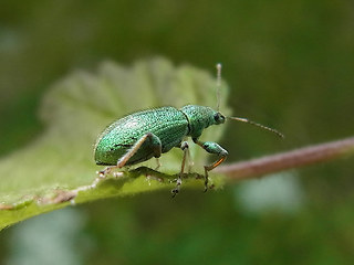 Phyllobius arborator