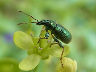 Phyllobius arborator