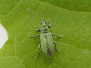Phyllobius argentatus
