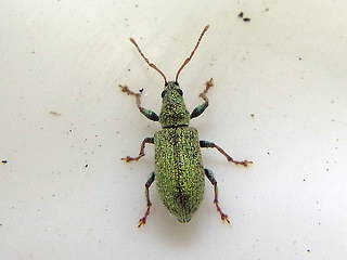 Phyllobius argentatus