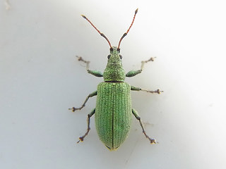 Phyllobius maculicornis
