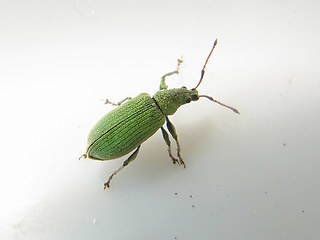 Phyllobius maculicornis