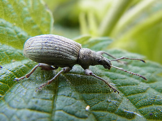 Phyllobius pomaceus