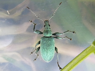 Phyllobius pomaceus