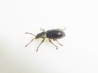 Phyllobius viridicollis