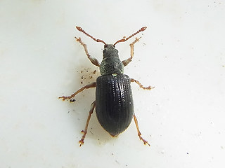 Phyllobius viridicollis