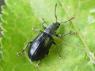 Phyllobius viridicollis