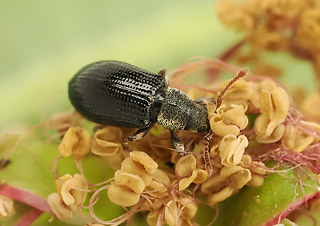 Phyllobius viridicollis