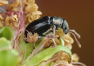 Phyllobius viridicollis