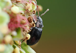 Phyllobius viridicollis