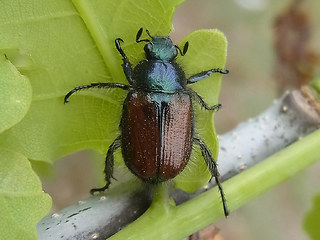 Phyllopertha horticola