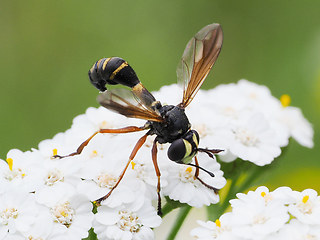 Physocephala rufipes