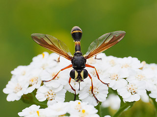 Physocephala rufipes