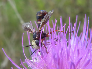 Physocephala vittata