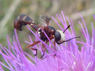 Physocephala vittata