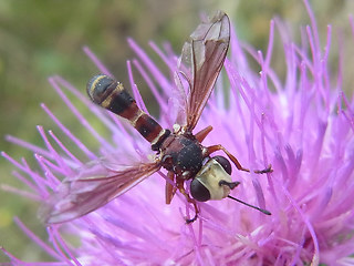 Physocephala vittata