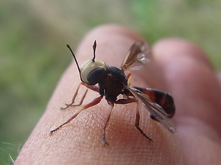 Physocephala vittata