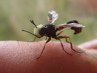 Physocephala vittata