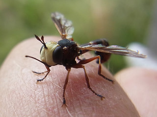 Physocephala vittata