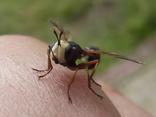 Physocephala vittata