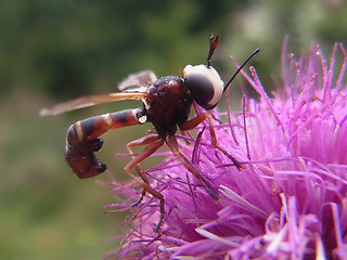 Physocephala vittata