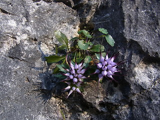 Physoplexis comosa