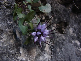 Physoplexis comosa