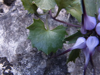 Physoplexis comosa